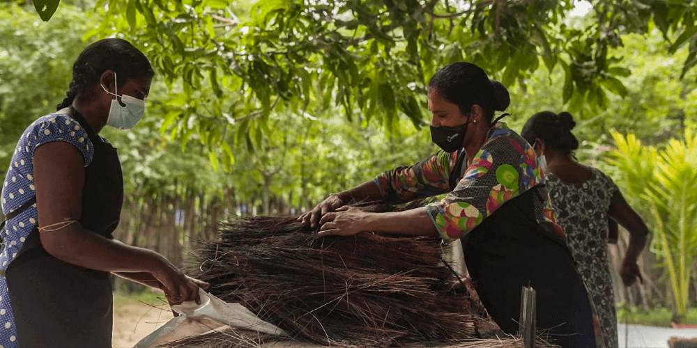 Sourcing Palmyrah - a micro-entrepreneur project in Jaffna